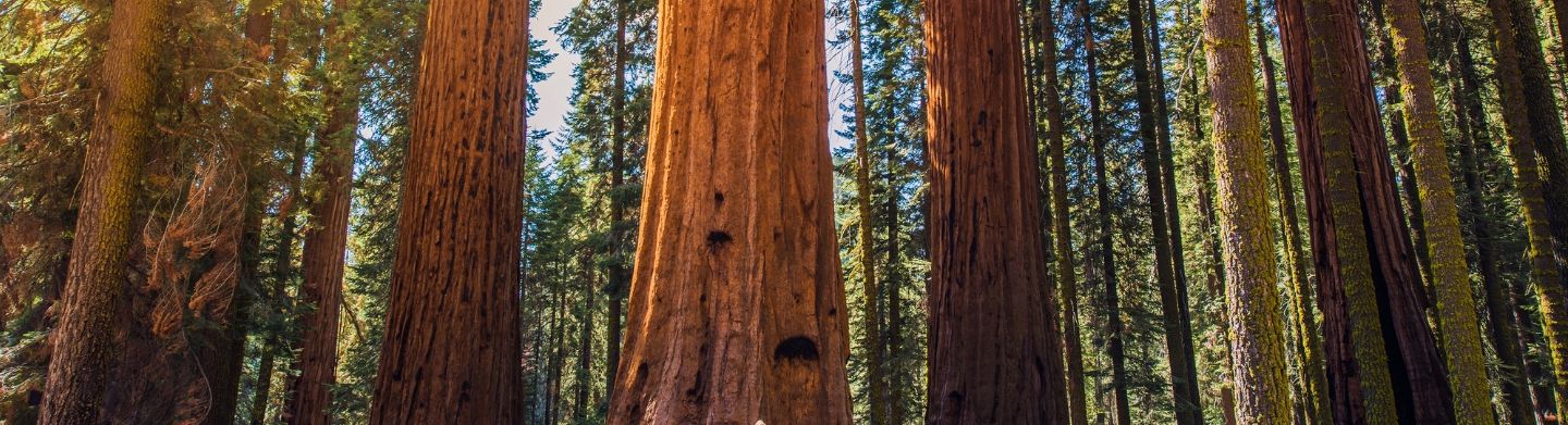 tall redwood trees