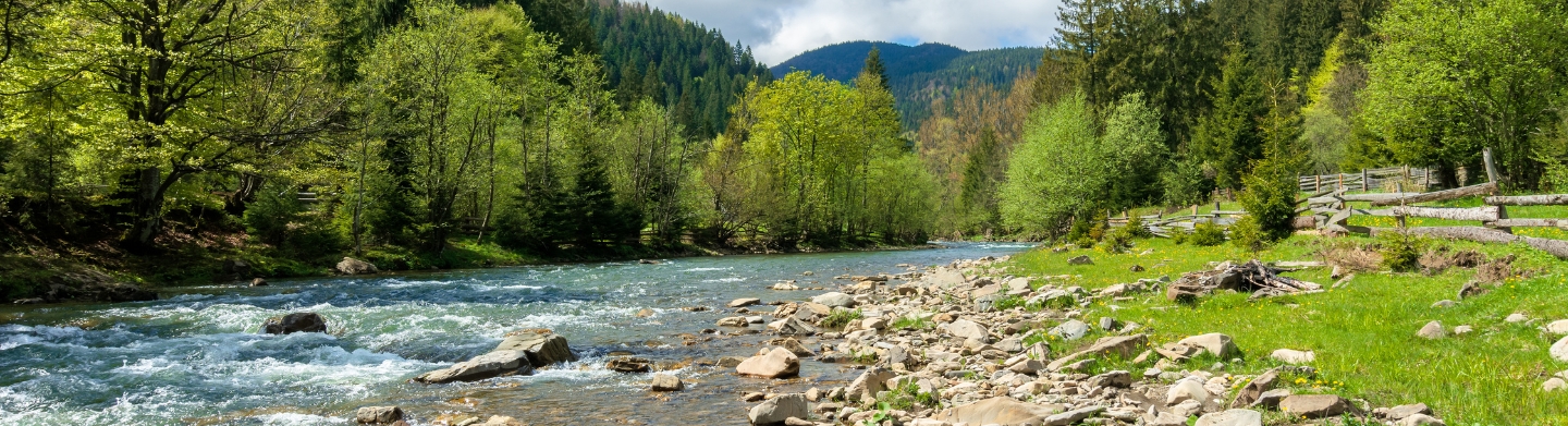 A river running through a lush, green forest with an outline of moutains in the background