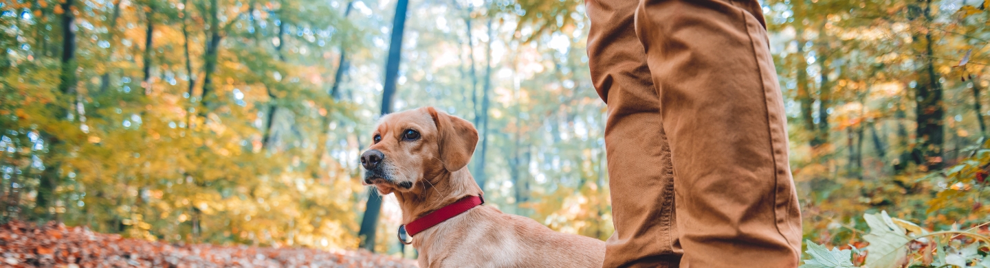 a dog and hiker in a forest